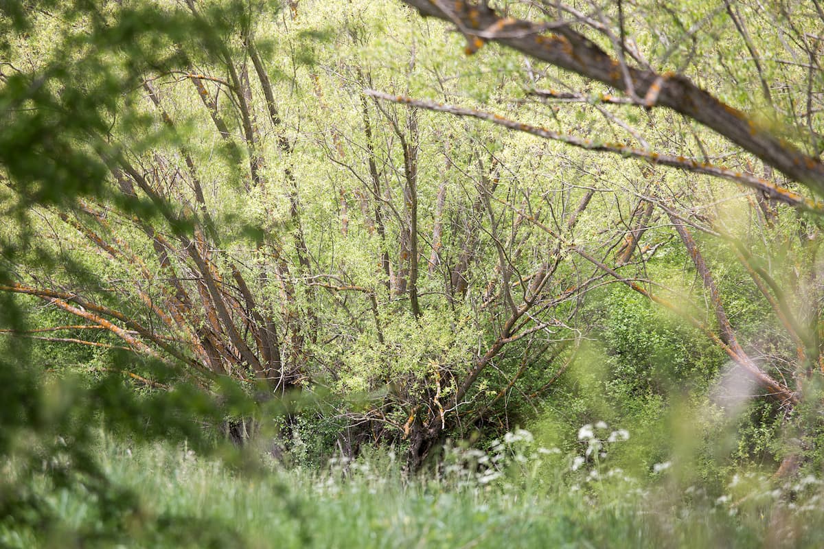 underbrush removal services near me