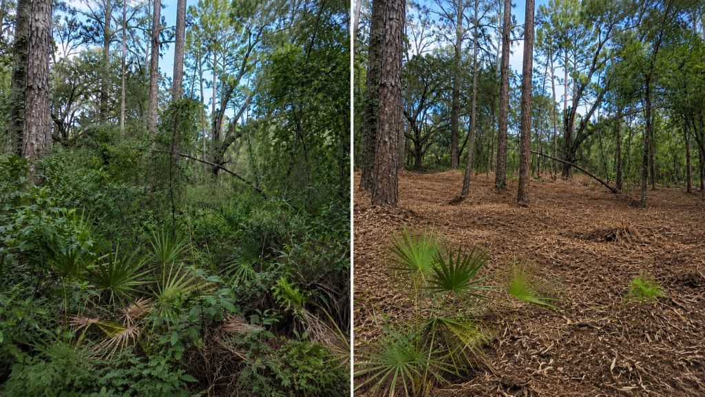 forestry mulching services in Tallahassee, FL