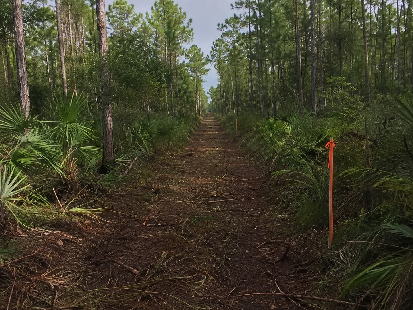 hunting-tract-mulching-in-tallahassee