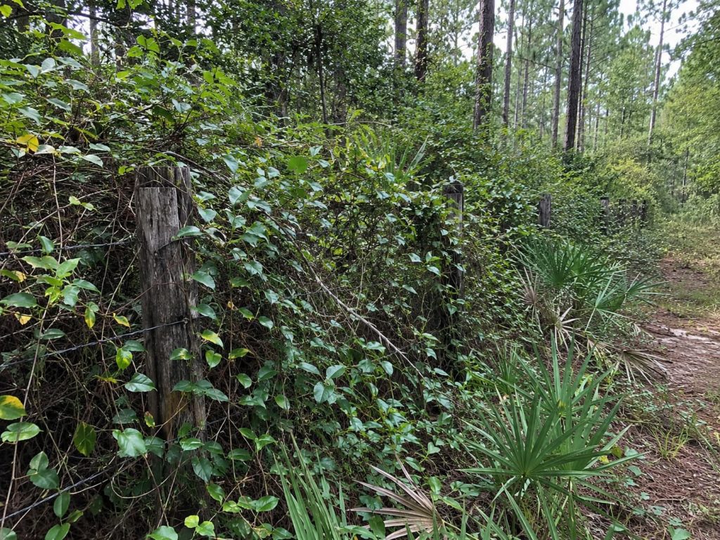 mulching fence line in Tallahassee